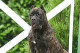 CANE CORSO 1454